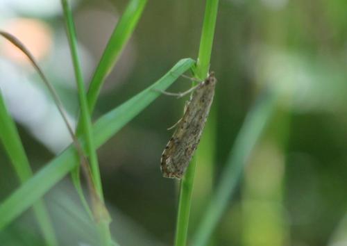 Nomophila noctuella